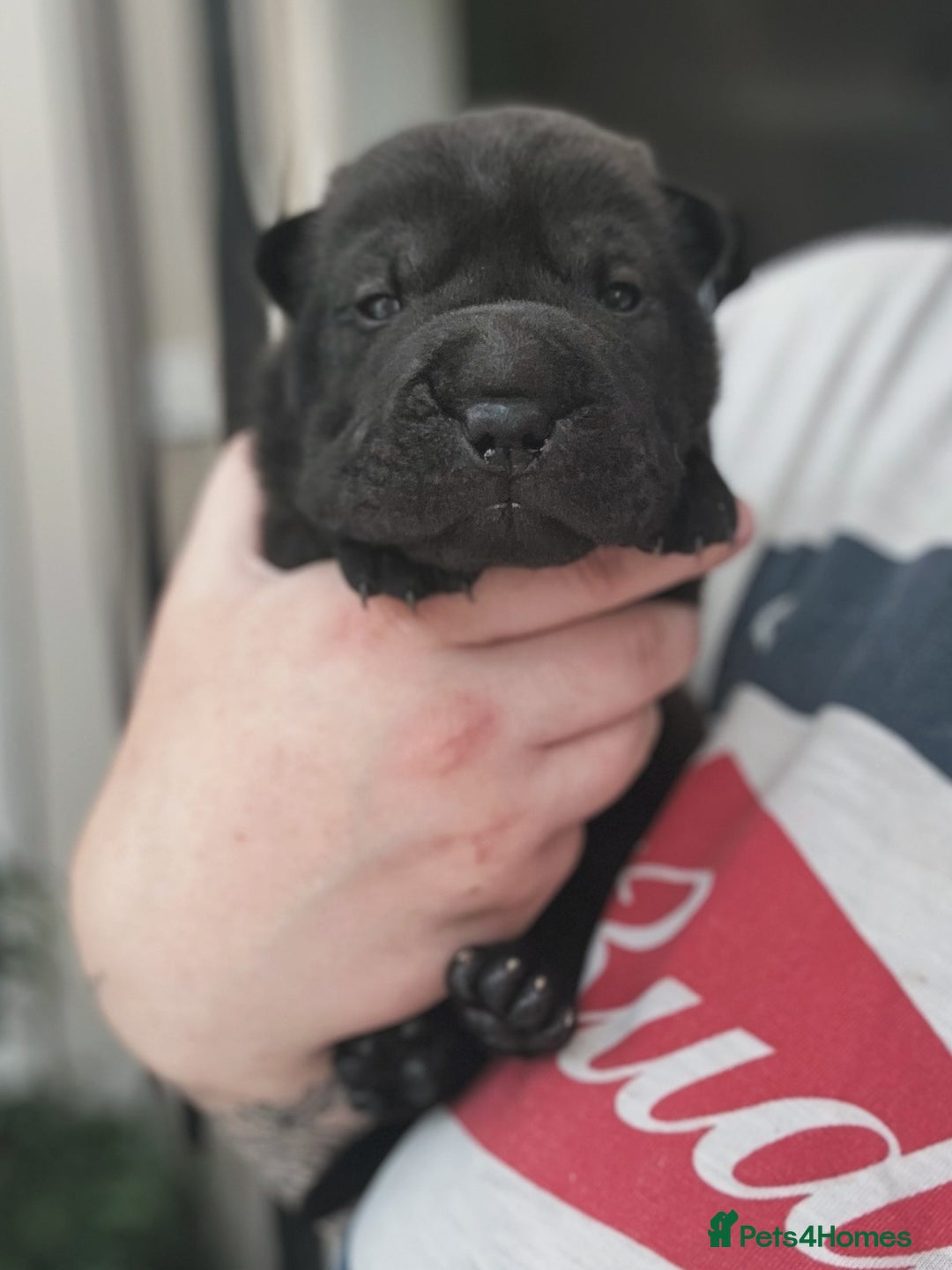 Shar Pei dogs for sale: REDUCED*READYNOW Beautiful bear/brush shar peis  - Image 25