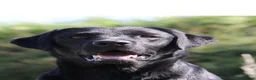 Labrador Retriever dogs for sale: DNA tested KC reg Labrador puppies - Advert 16