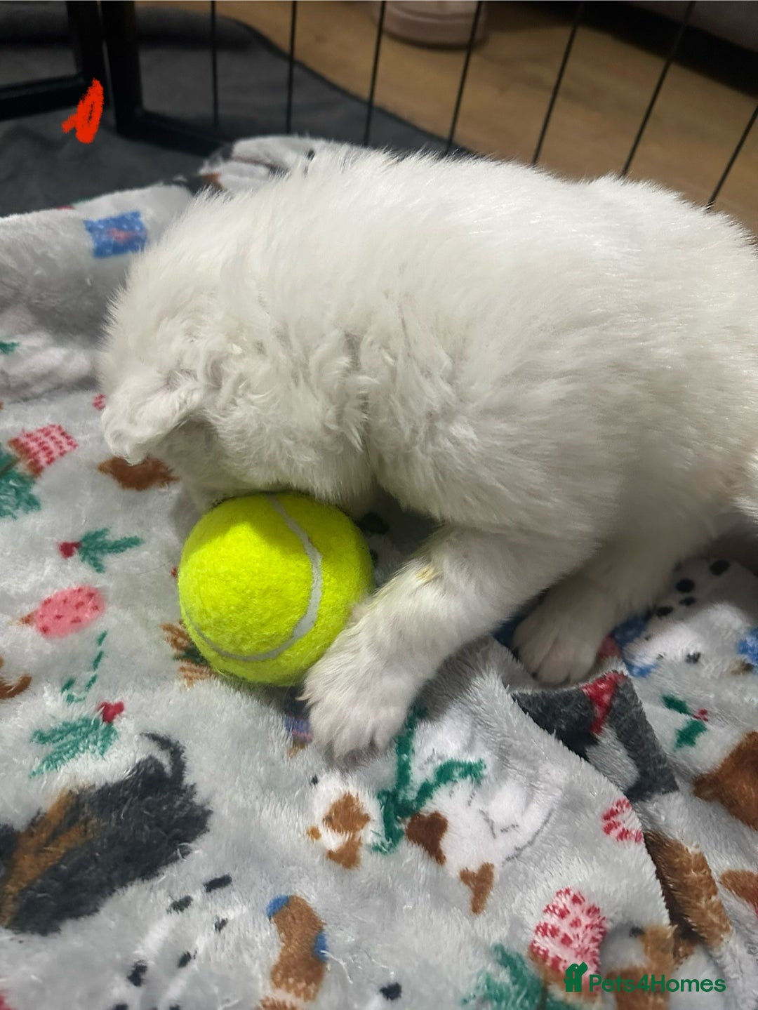 Samoyed dogs for sale: Adorable Samoyed Puppies for Sale!  - Advert 20