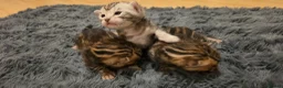 Bengal cats for sale: Full pedigree babies - Advert 6