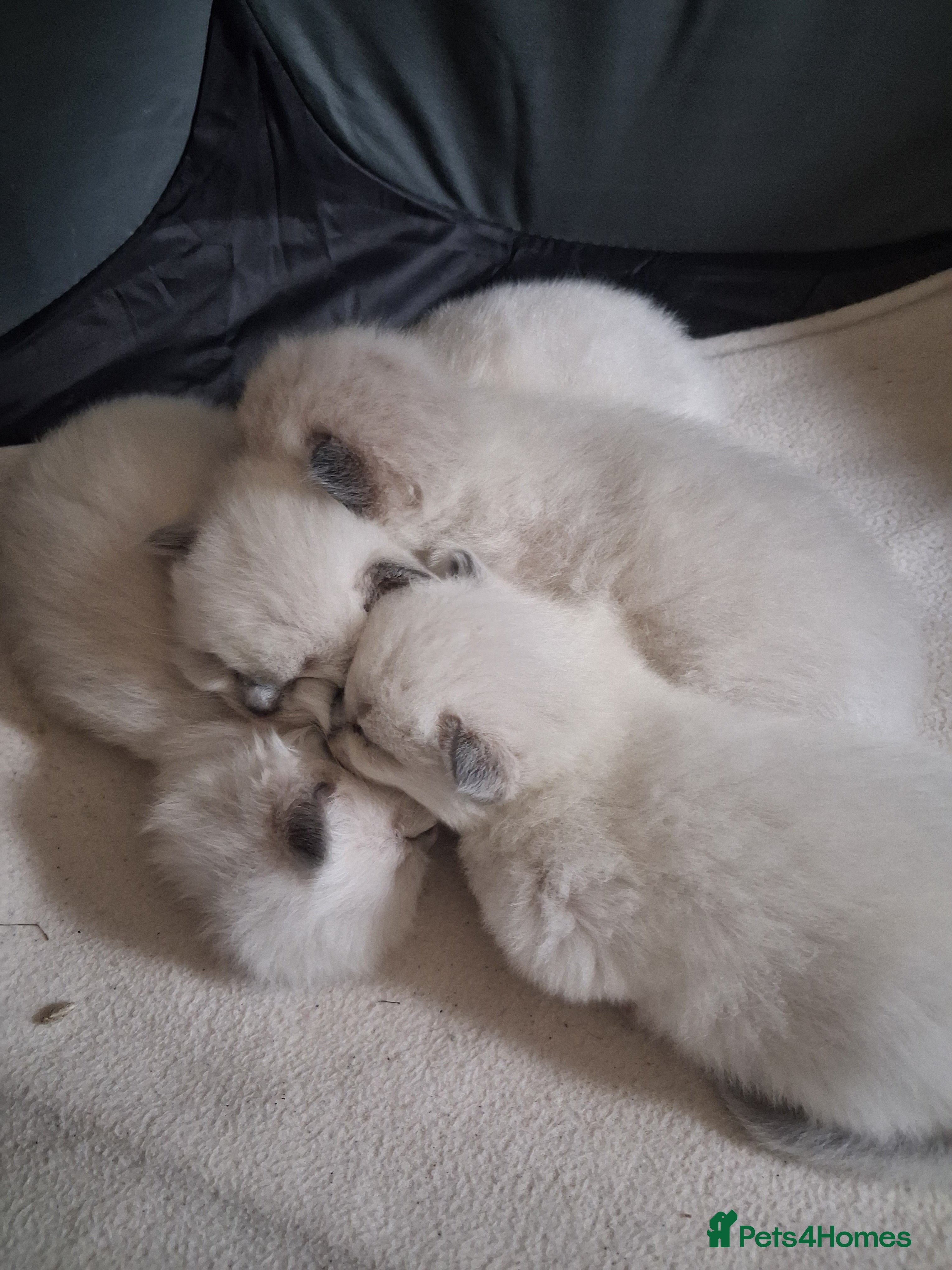 Ragdoll cats Stunning Ragdoll Kittens - 2.5 weeks old. - Advert 13