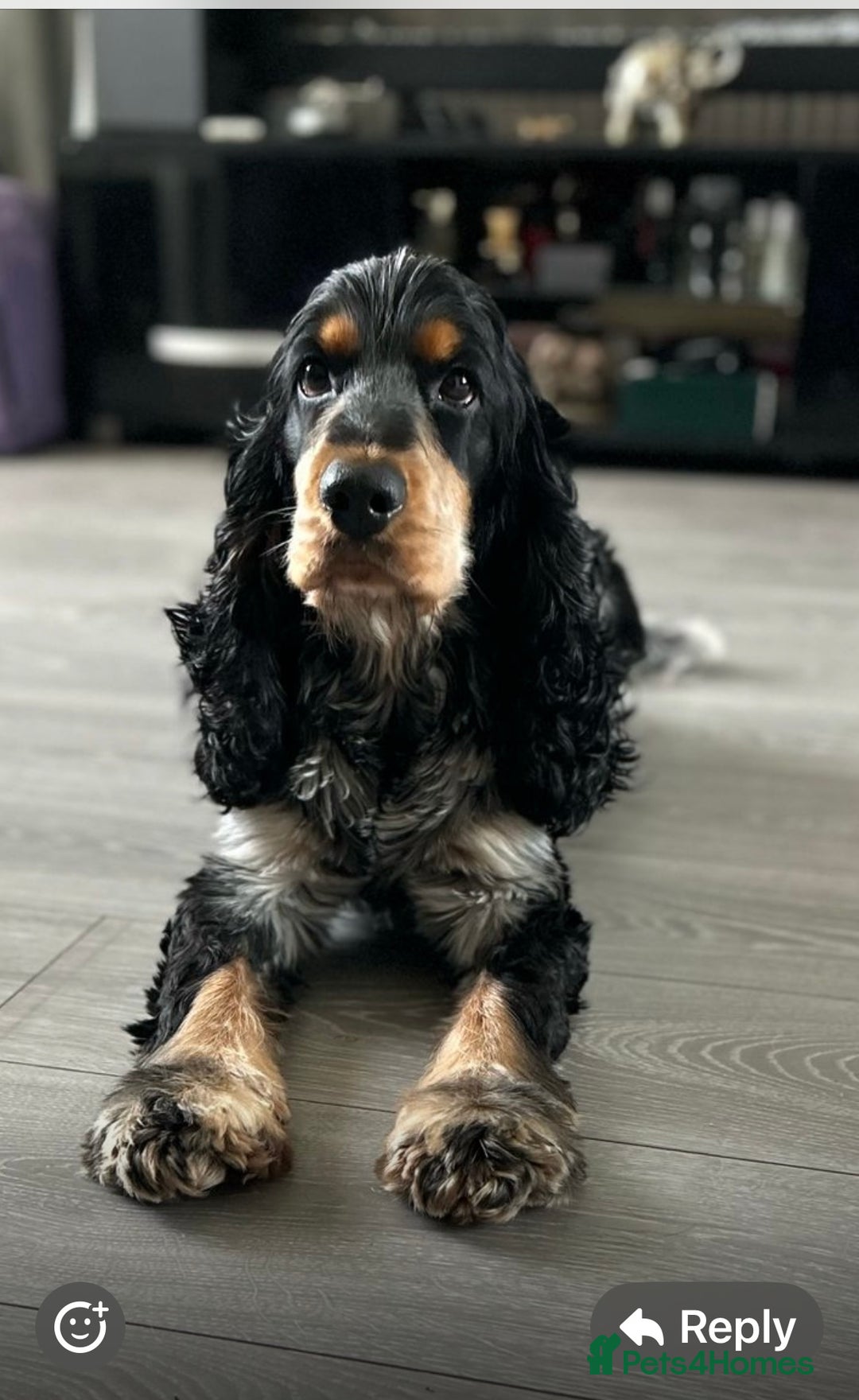 Cocker Spaniel dogs for sale: Show Type Cocker Spaniel pups  - Image 13