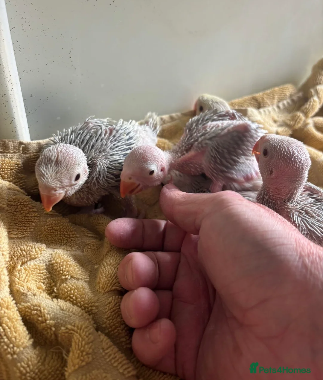 Ringnecks birds for sale: Hand reared Baby Ringneck’s  - Advert 3