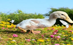 Ducks poultry for sale: Drake saxony duck - Image 1