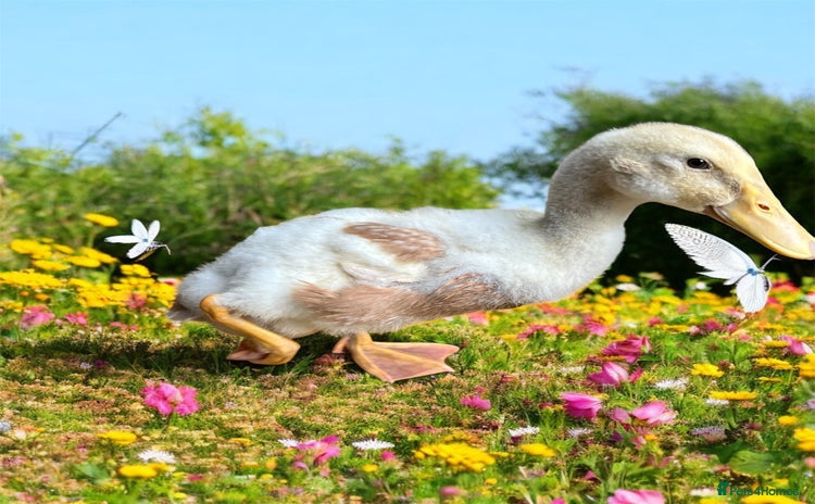 Ducks poultry - Advert 5