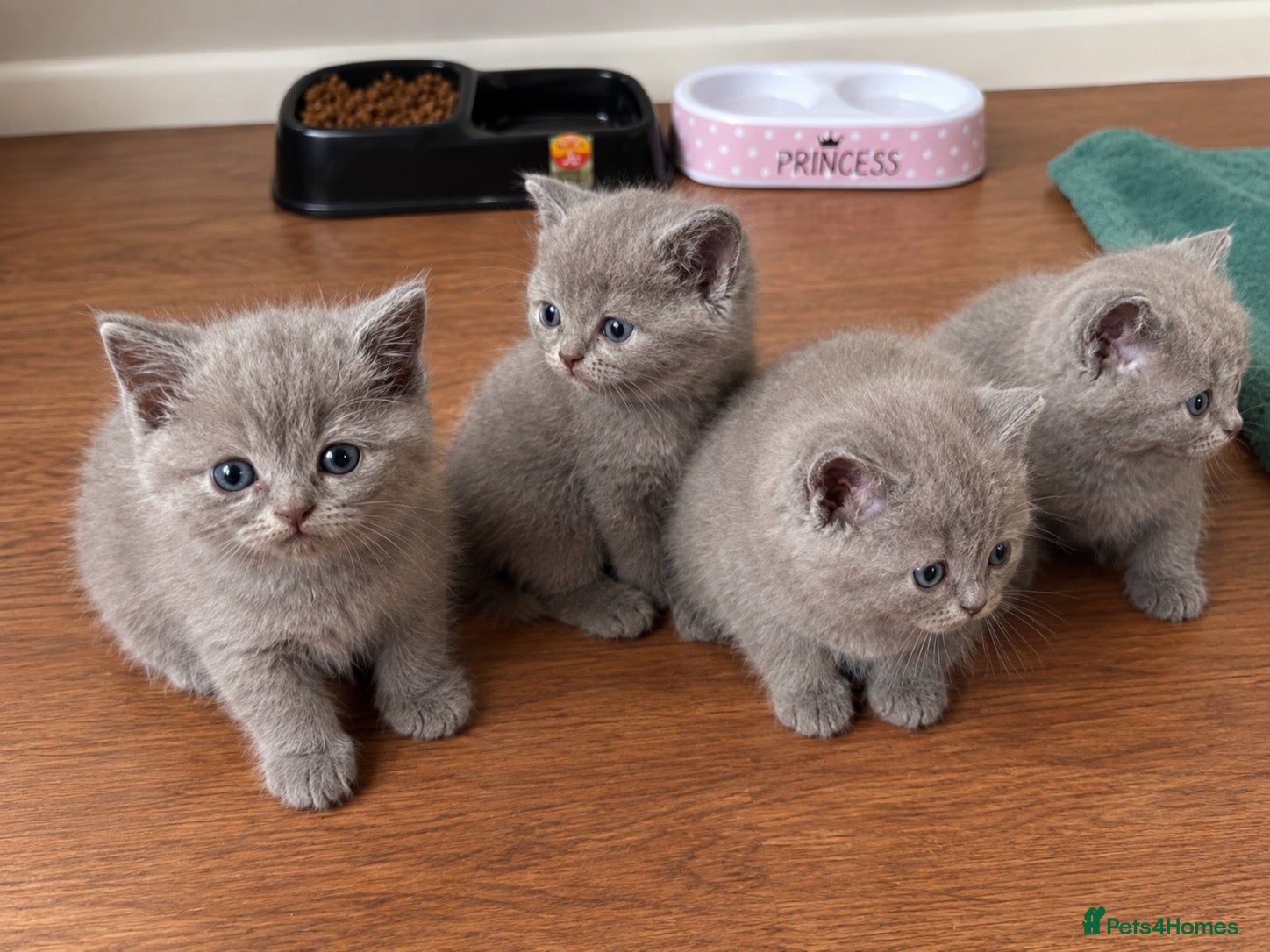 British Shorthair cats 4 beautiful lilac British short hair boys - Advert 2