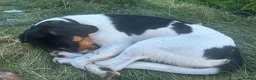 Mixed Breed dogs for sale: Beautiful hound for rehoming! Payment not required - Advert 5