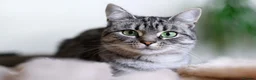 Mixed Breed cats for sale: Farm reared grey kittens  - Advert 2