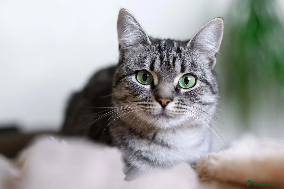 Mixed Breed cats for sale: Farm reared grey kittens  - Advert 2