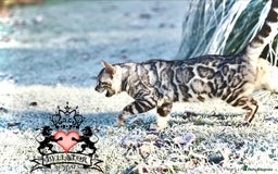 Bengal cats for sale: Looking for the best homes for our retired Bengals - Image 5