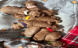 Cavapoo dogs for sale: F1b cavapoos- Red, apricot and white, collect16/12 - Image 3