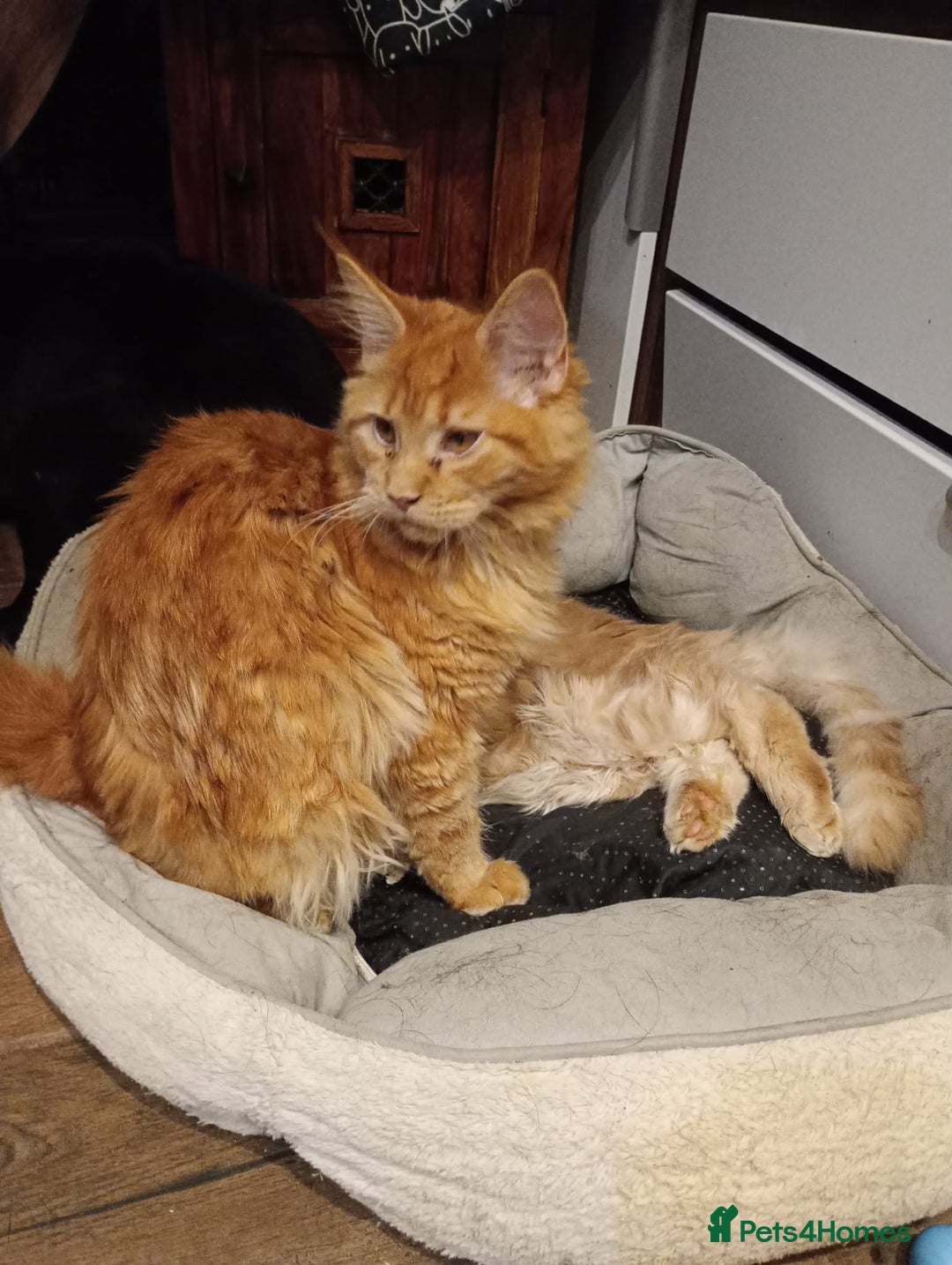 Maine Coon cats for sale: Maine coon pedigree xl - Advert 3