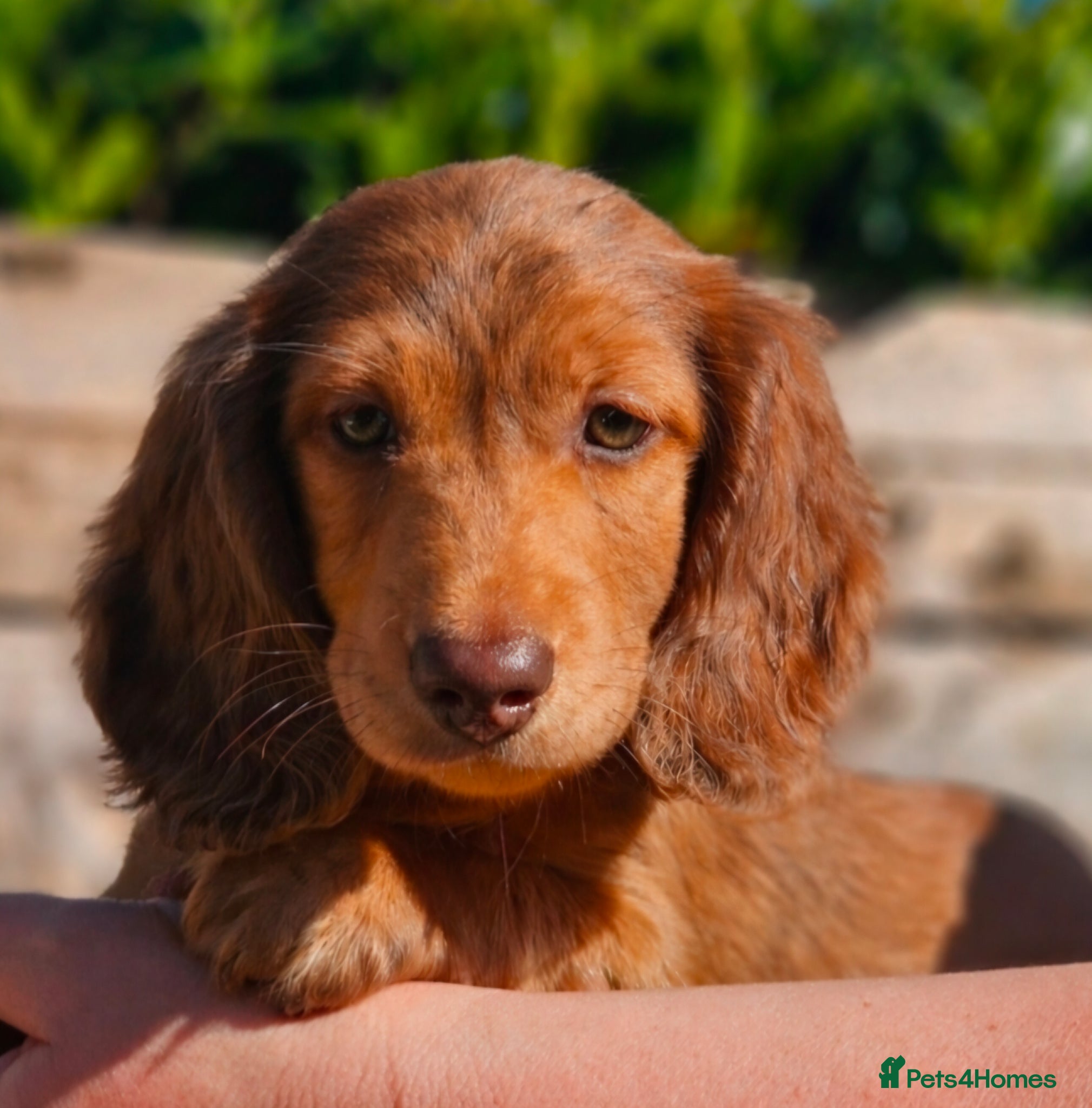 Miniature Dachshund dogs Last puppy left miniature Dachshund - Advert 12