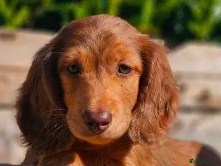 Miniature Dachshund dogs Last puppy left miniature Dachshund - Advert 12