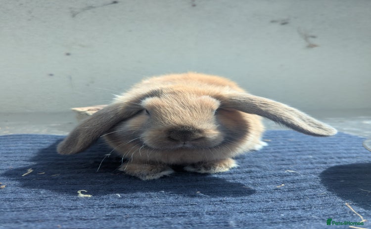 Mixed Breed rabbits - Advert 5