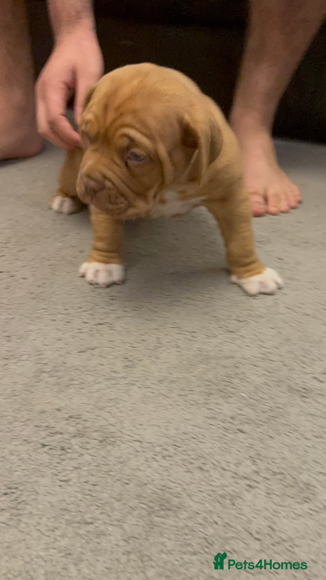 Dogue De Bordeaux dogs for sale: Ready to leave!!! Last boy - Advert 5