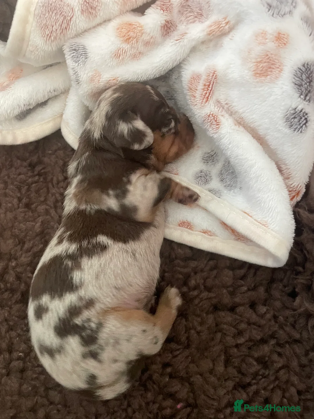 Miniature Dachshund dogs for sale:  Miniature Dachshunds puppies  in Witney - Advert 12