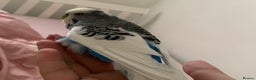 Budgerigars birds for sale: 2 budgies with medium cage, and accessories  - Advert 6