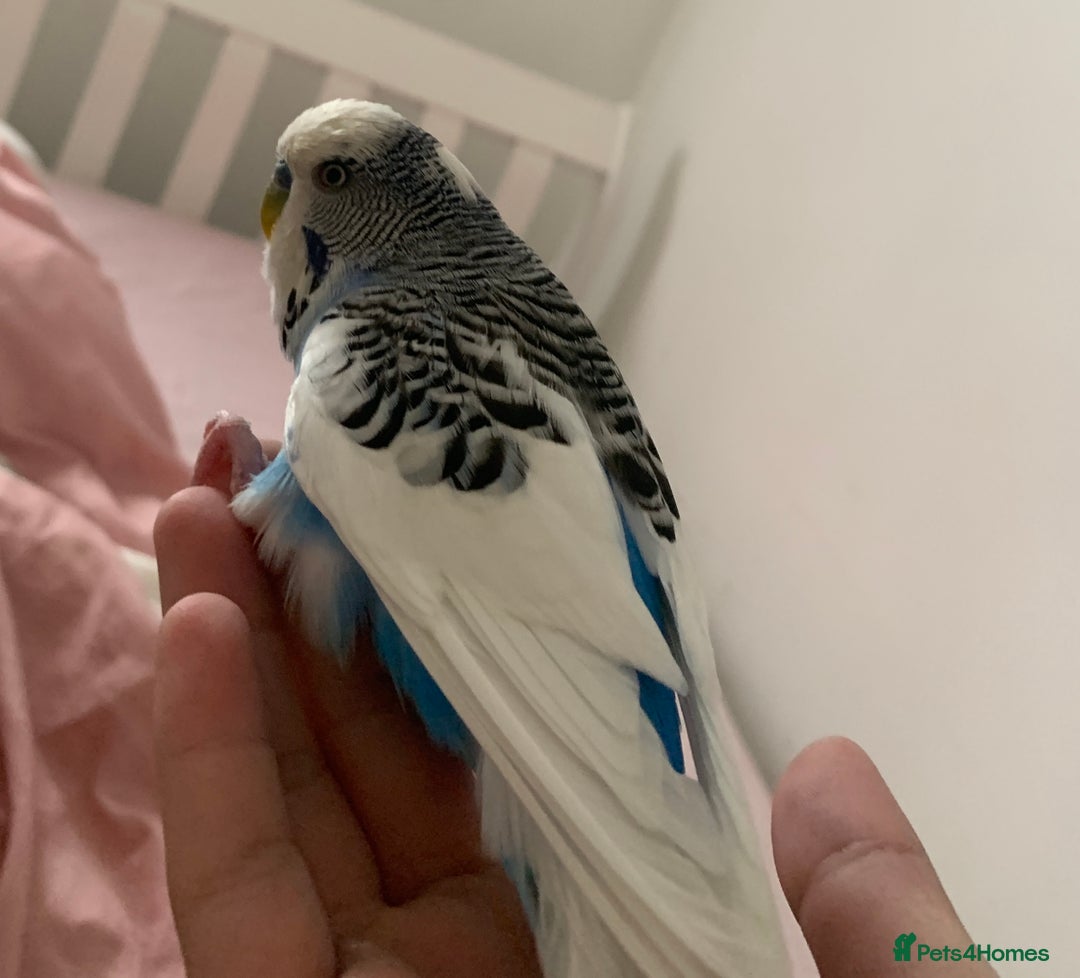 Budgerigars birds for sale: 2 budgies with medium cage, and accessories  - Advert 6