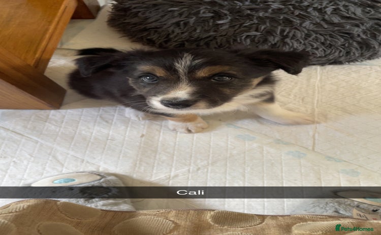Border Collie dogs - Advert 2