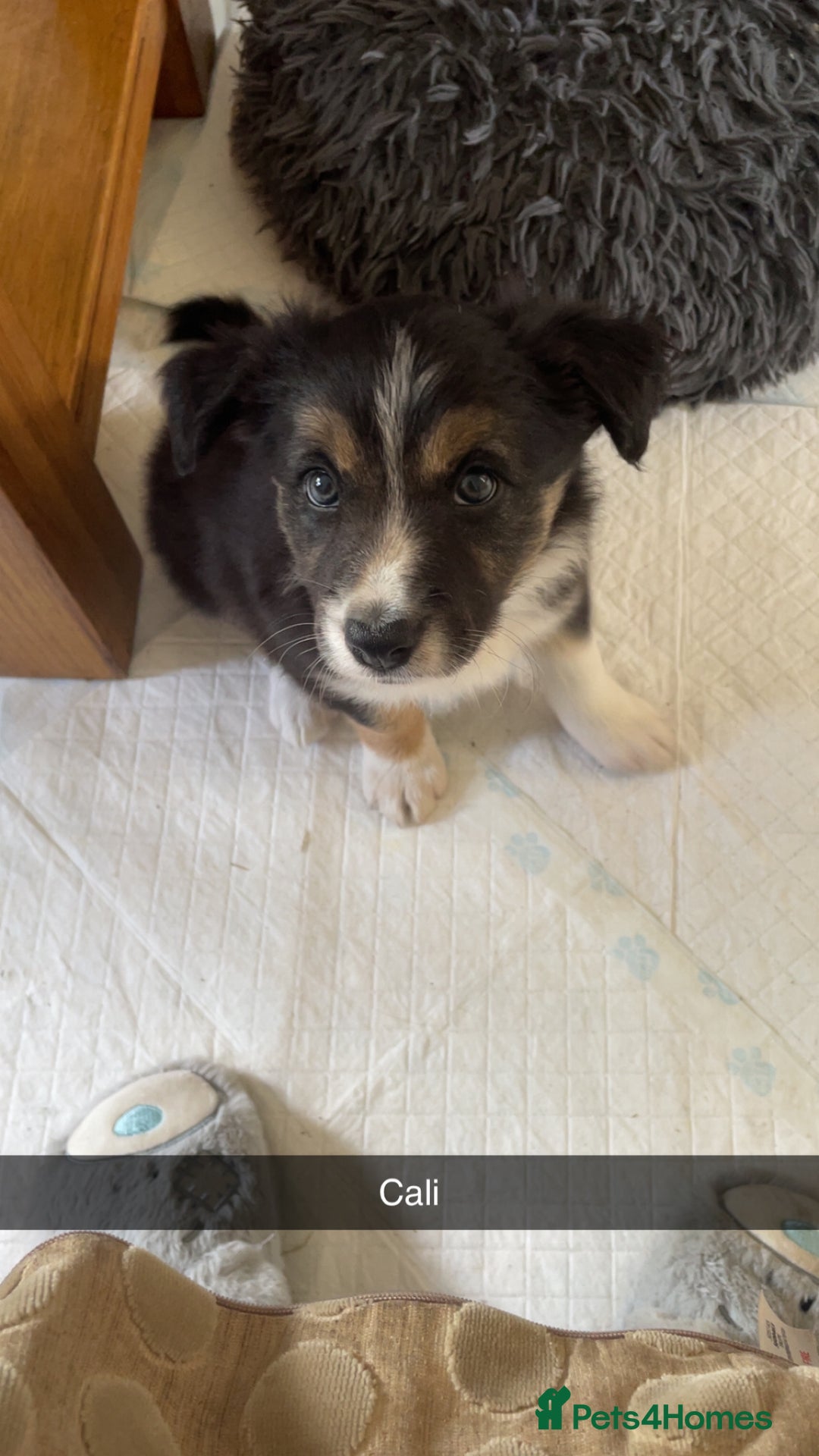 Border Collie dogs for sale: Border collie pups - Image 1