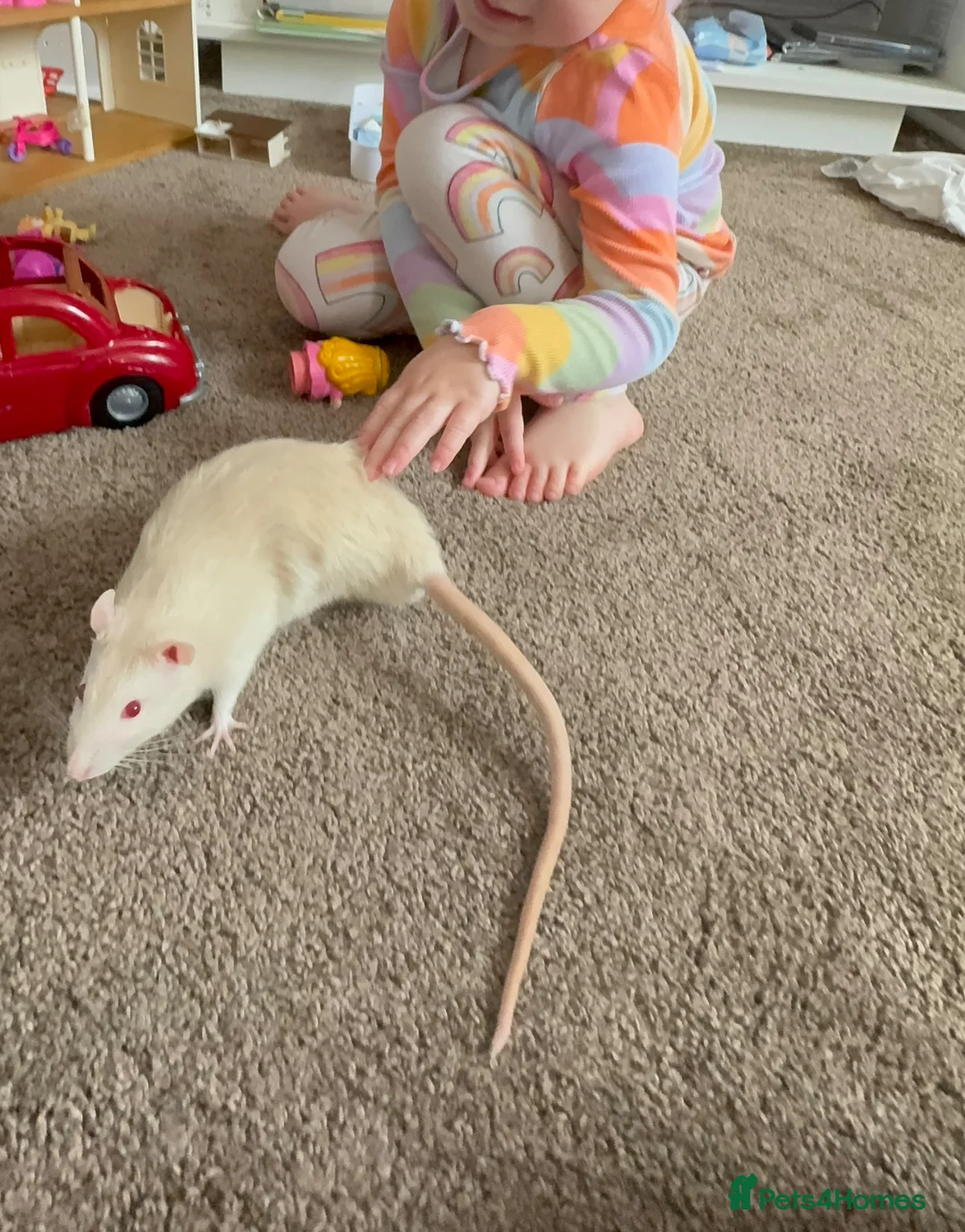 Rat rodents for sale: Super friendly Male rat - Advert 2