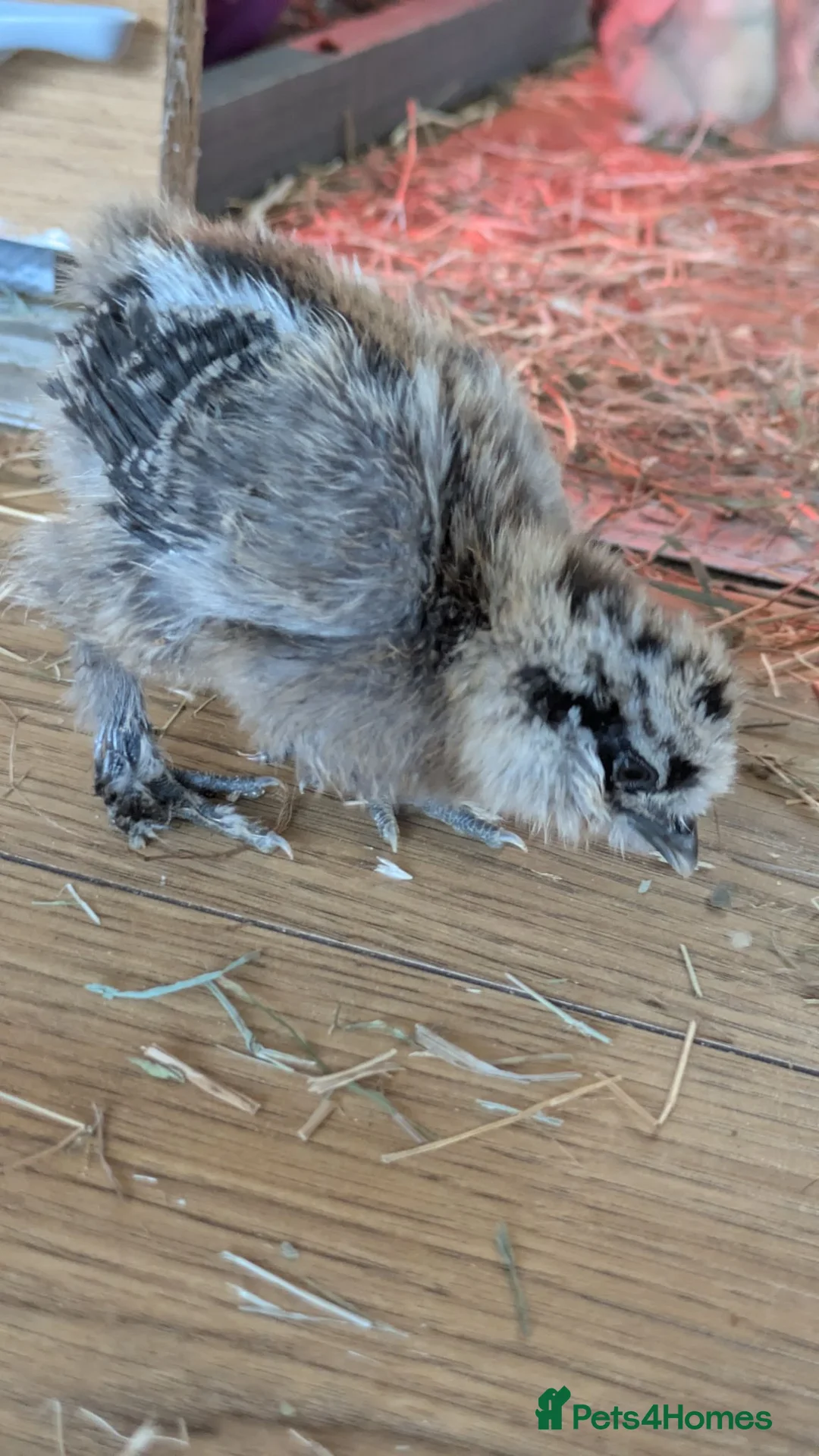 Chickens poultry for sale: Silkie partridge rooster  - Advert 1