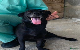 Mixed Breed dogs for adoption: Madison, 2 yrs approx. Available for adoption.. - Image 16