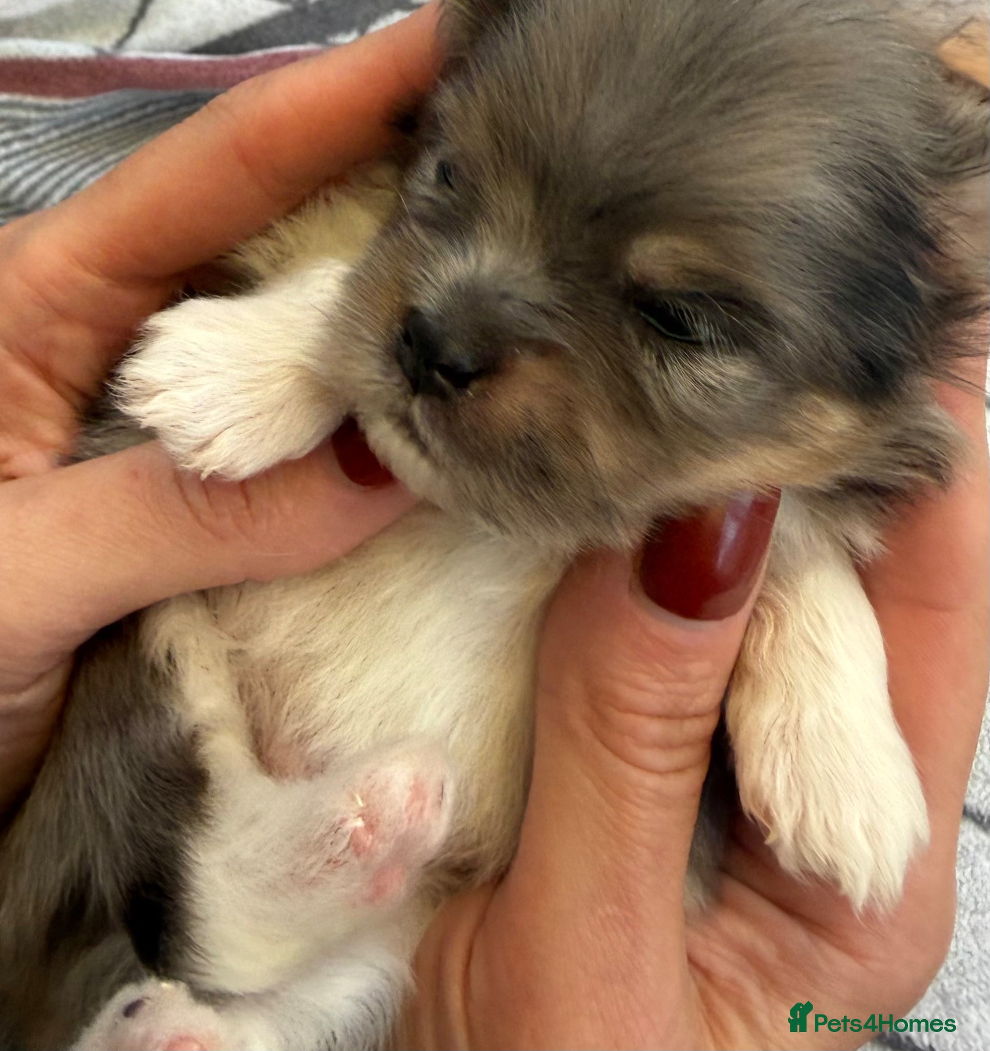 Pomeranian dogs Adorable 🤍 Pomeranian With Sweet Temperament - Advert 2