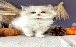 Ragdoll cats for sale: Stunning TICA Ragdolls  - Image 11