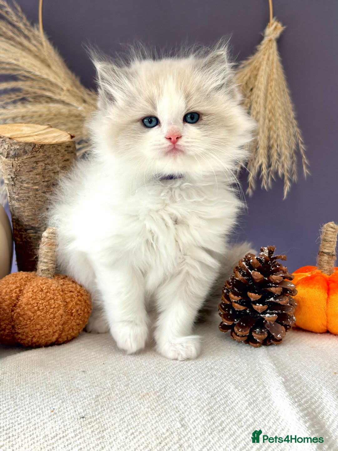 Ragdoll cats for sale: Stunning TICA Ragdolls  - Image 11