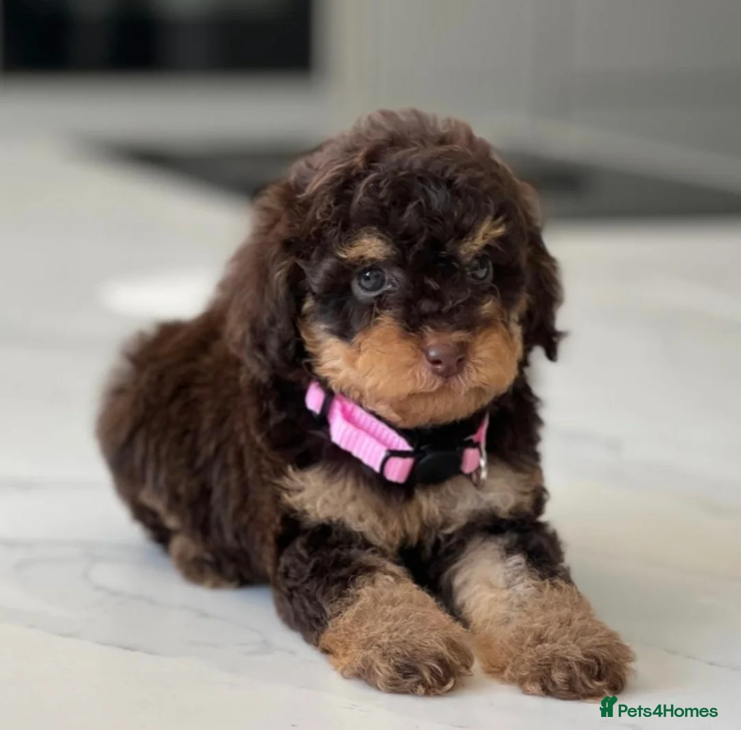 Poodle dogs for stud: HEALTH TESTED CHOCOLATE PHANTOM POODLE STUD in Todmorden - Advert 4