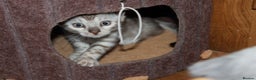 Bengal cats for sale: Last snow boy READY NOW  - Advert 16