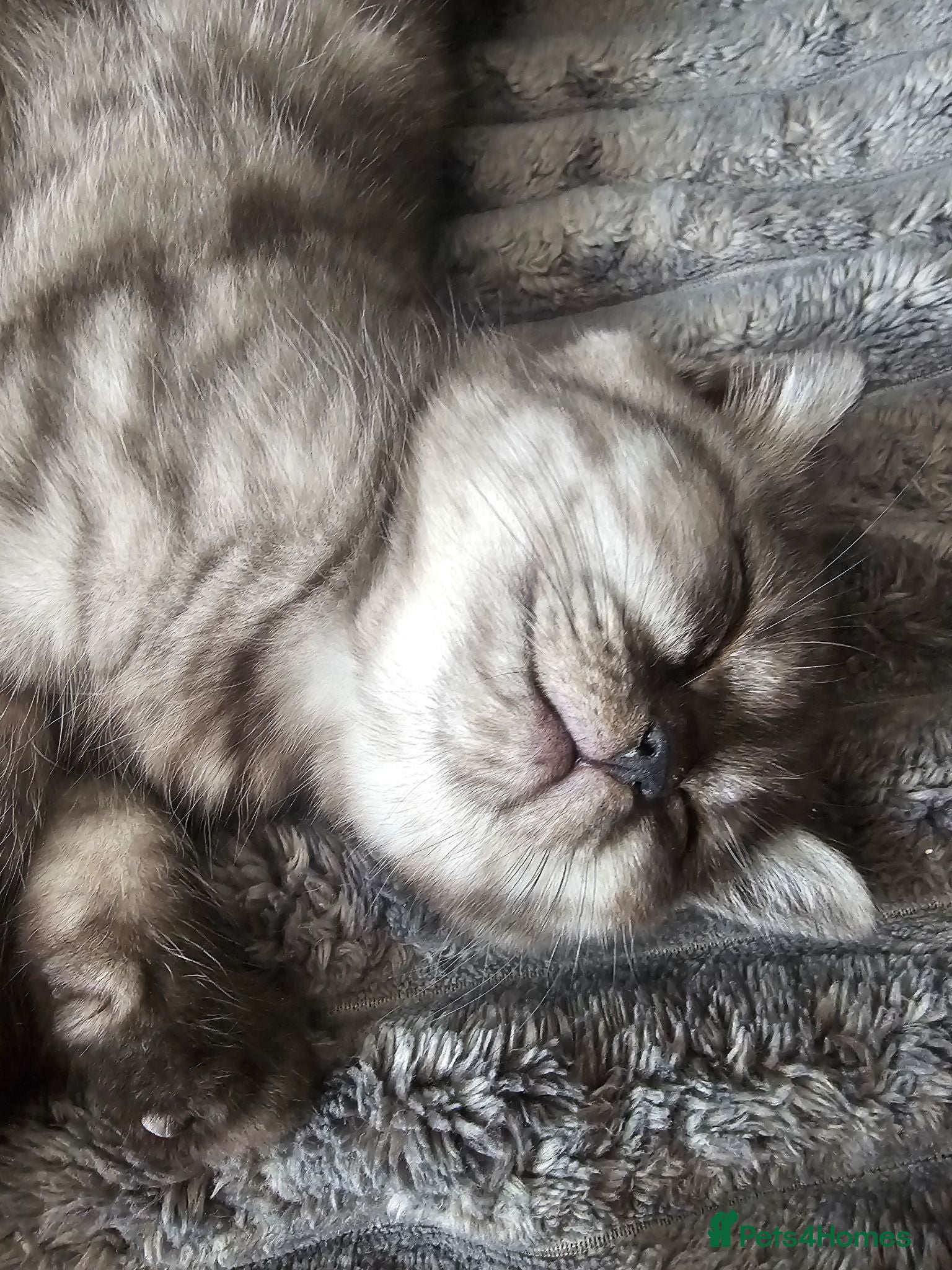 Mixed Breed cats Stunning & Unique Kittens for Sale in Buckingham - Advert 2