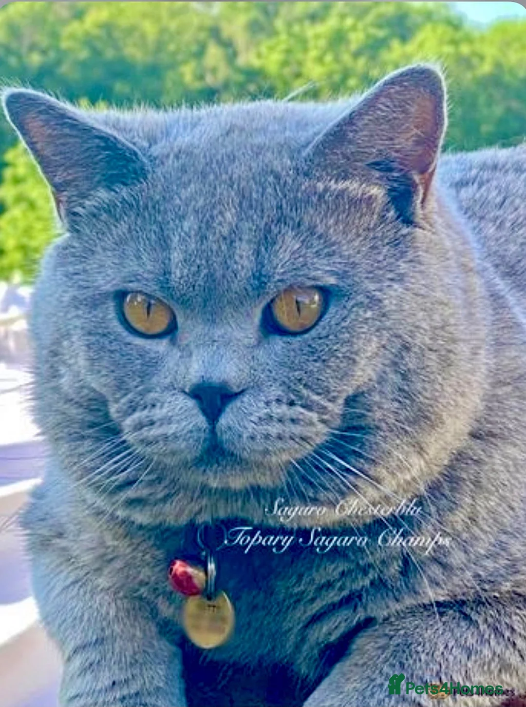 British Shorthair cats for stud: Proven Stud/Blood B/Choc carrier TICA/GCCF REG in Dartford - Advert 5