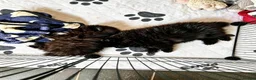 Pomeranian dogs for sale: Ready for Triple the Fluff! Our Pomeranian Trio  - Advert 6