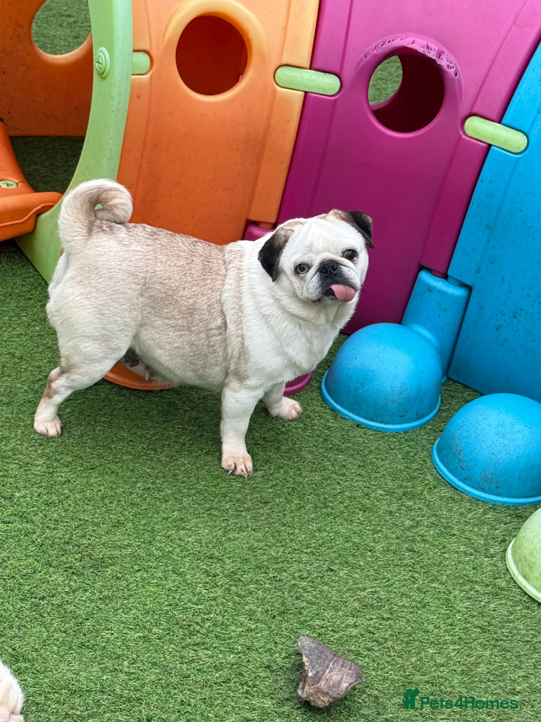 Pug dogs for sale: Adult female panda pug and her adult son  - Advert 2