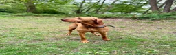 Hungarian Vizsla dogs for sale: KC registered Hungarian Vizsla puppies - Advert 21