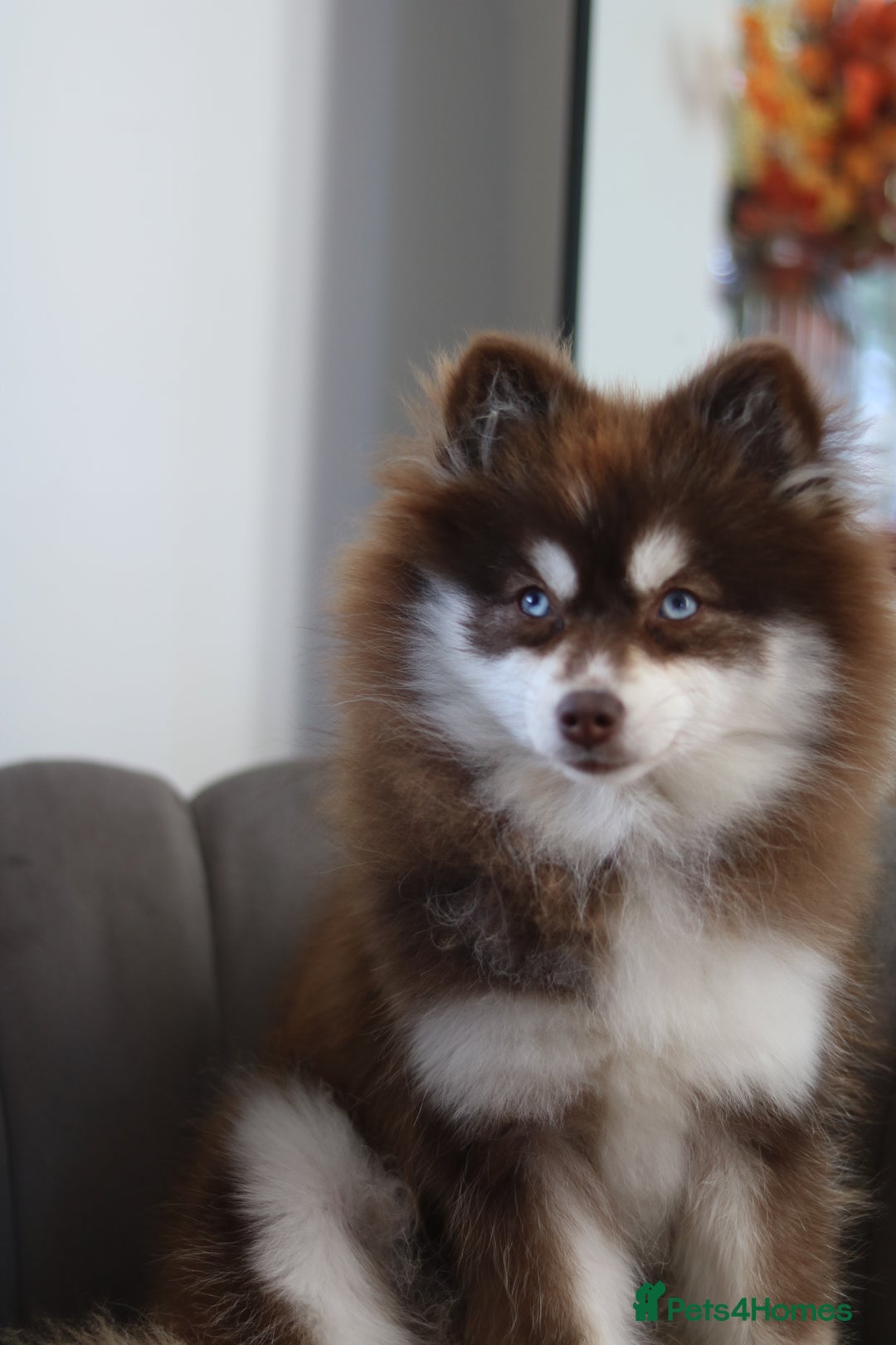 Pomsky dogs for sale: Red pomsky female  - Advert 6