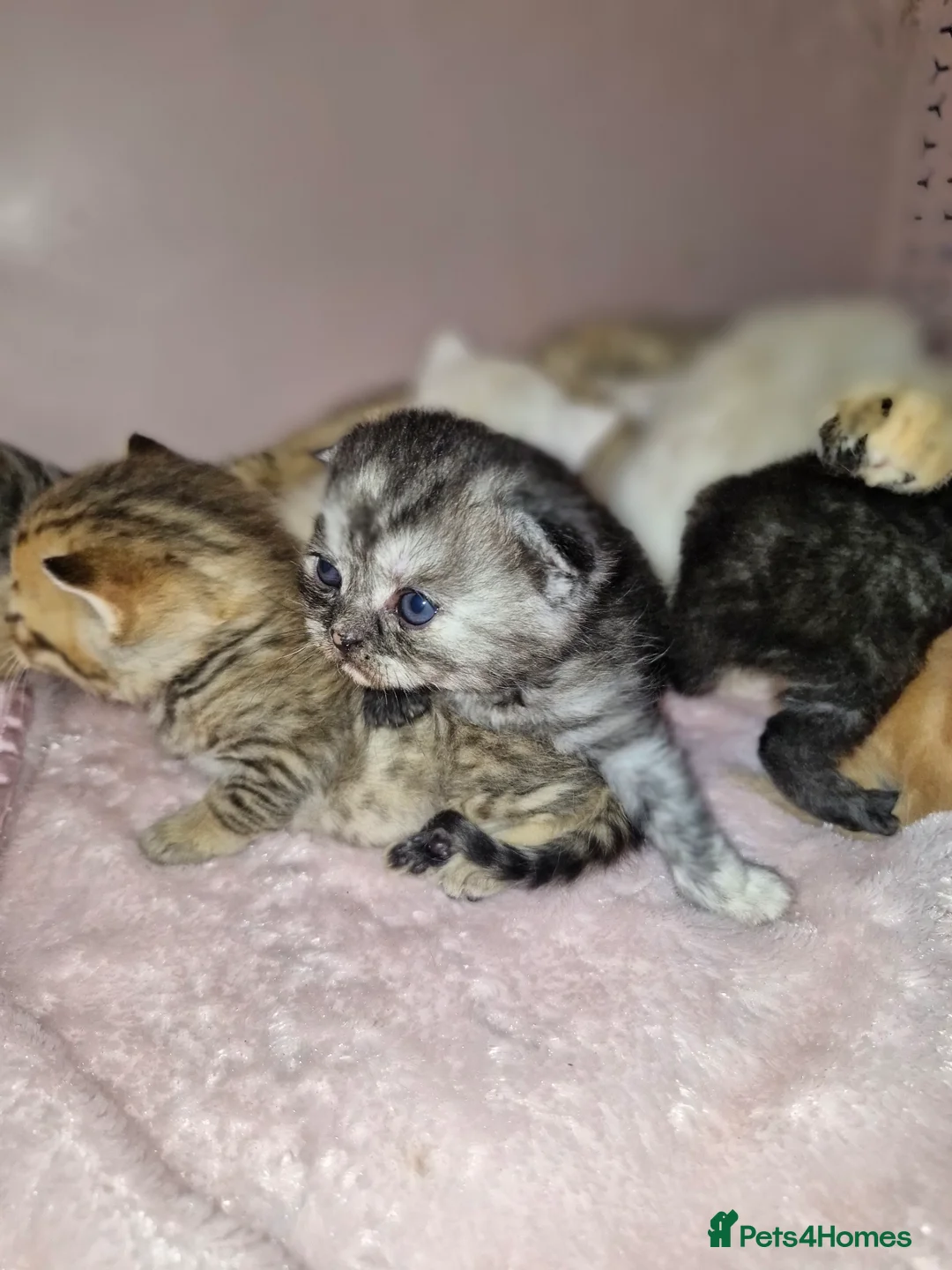 Scottish Fold cats for sale: Scottish Fold Kittens – Home Raised, Ready Soon 🐾 - Advert 2