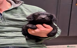 Labradoodle dogs for sale: Gorgeous Miniature Labradoodles - Advert 5