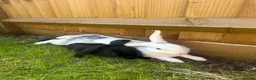 Alaska rabbits for sale: *Free to a good home* Two bonded rabbits  - Advert 1