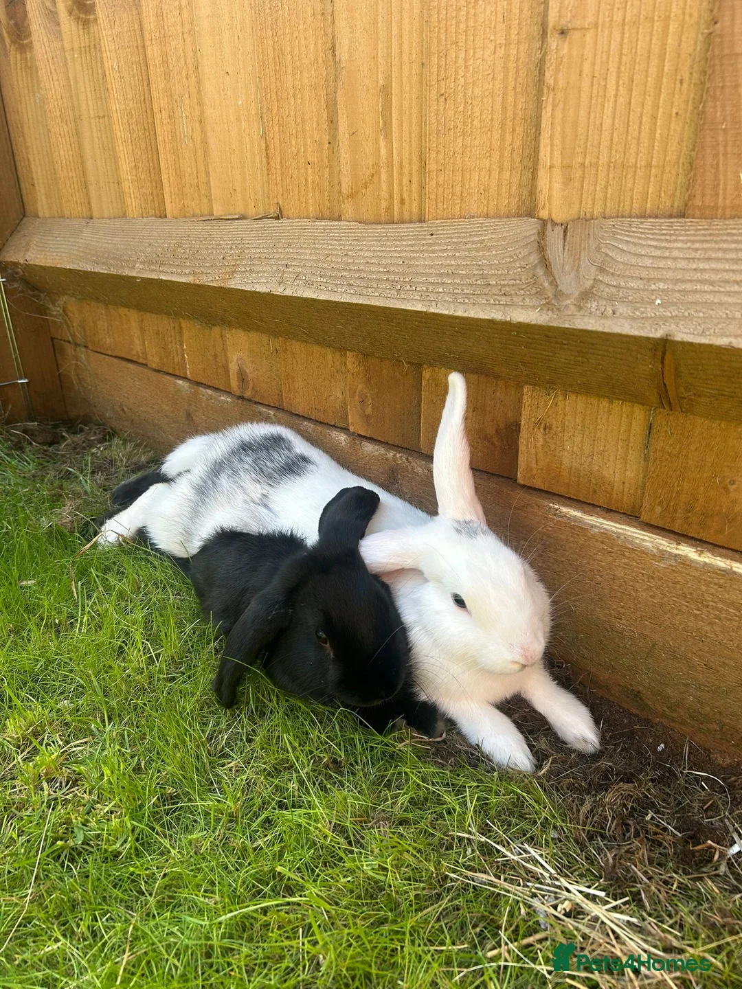 Alaska rabbits for sale: *Free to a good home* Two bonded rabbits  - Advert 1