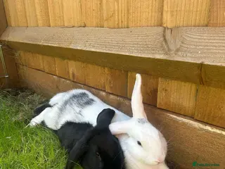 Alaska rabbits *Free to a good home* Two bonded rabbits - Advert 2