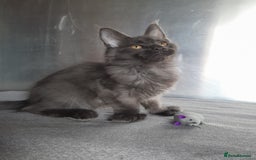 Maine Coon cats for sale: solid boys polydact maine coon  - Image 11