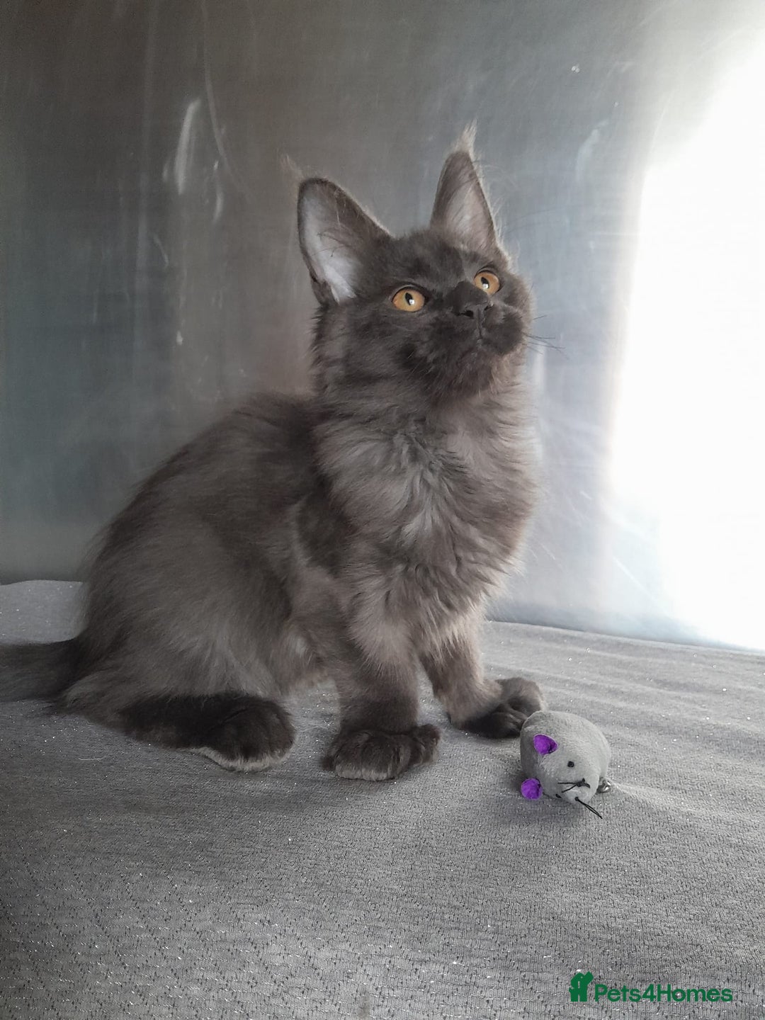 Maine Coon cats for sale: solid boys polydact maine coon  - Image 11