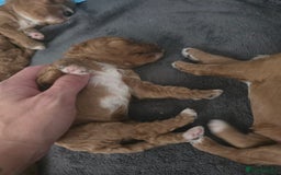 Cavapoo dogs for sale: Miniature F1B Cavapoo puppies 1 Left - Image 22