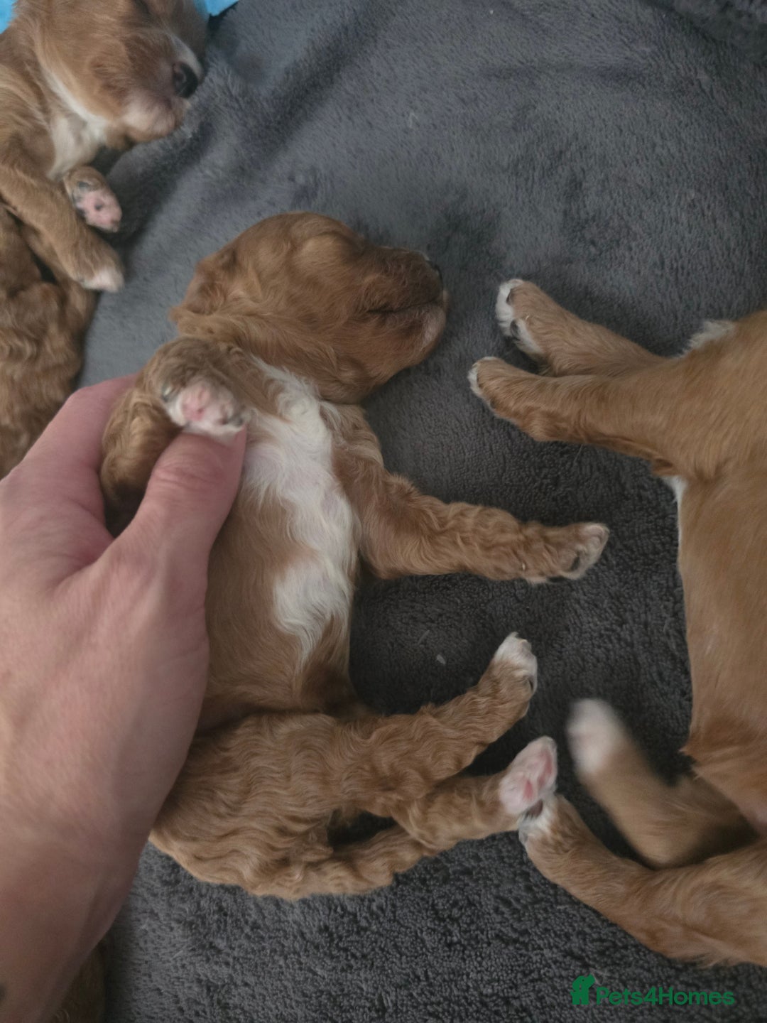 Cavapoo dogs for sale: Miniature F1B Cavapoo puppies 1 Left - Image 22