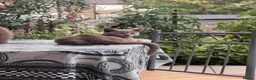 British Shorthair cats for sale: British sorthair kittens - Advert 2