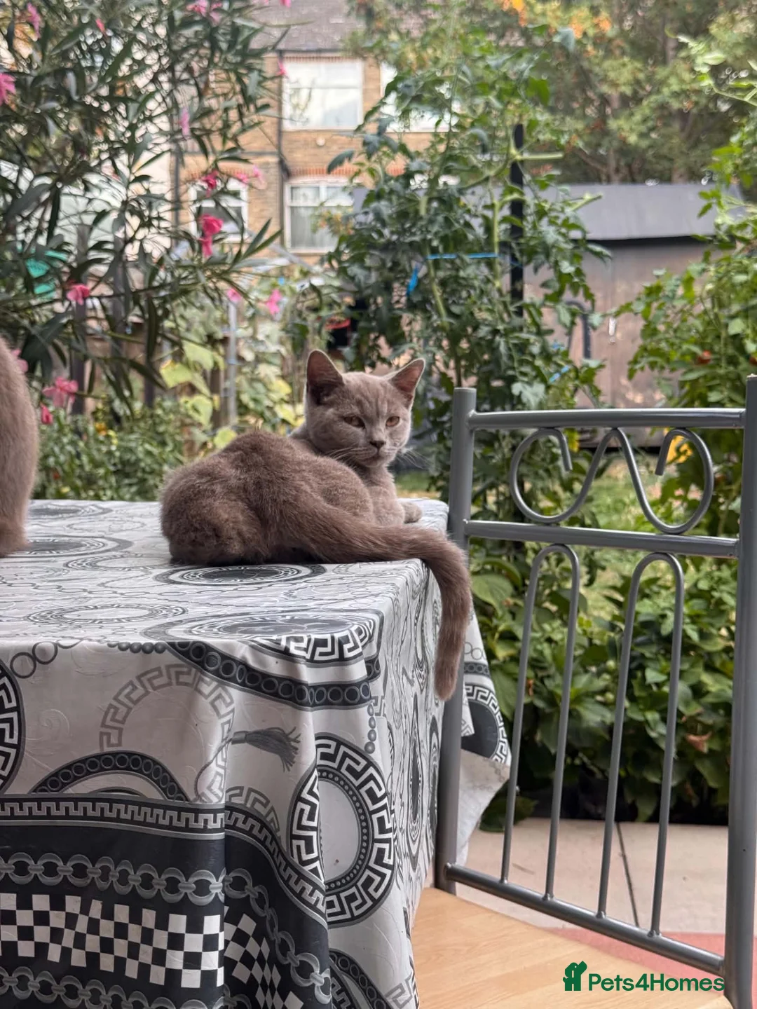 British Shorthair cats for sale: British sorthair kittens - Advert 2